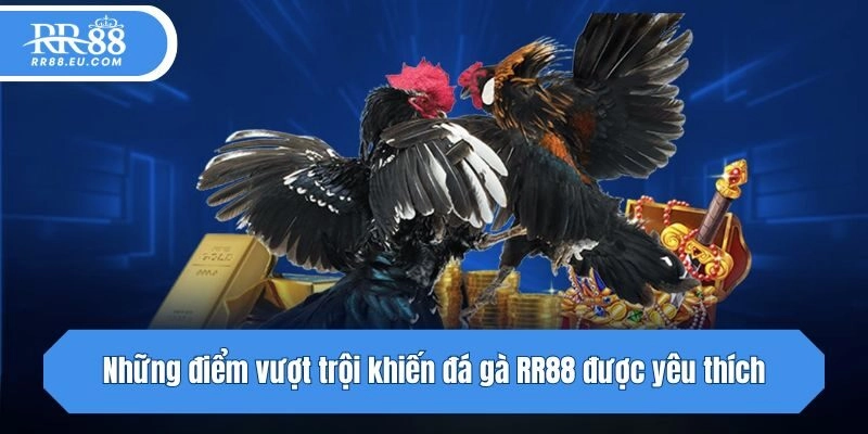 Những điểm vượt trội khiến đá gà RR88 được yêu thích